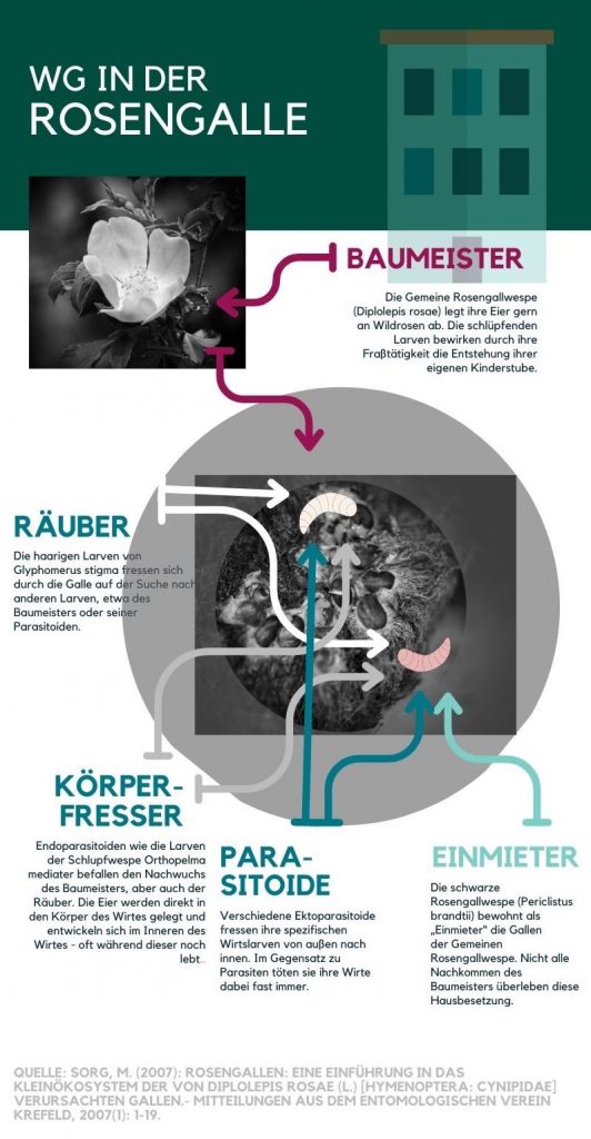 Infografik Rosengalle 
Beziehungender Rosengallwespe und ihrer Parasitoide.
